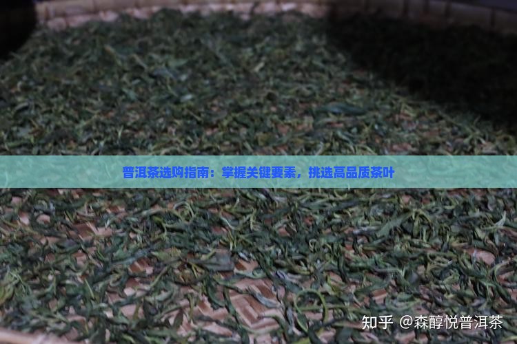 普洱茶选购指南：掌握关键要素，挑选高品质茶叶