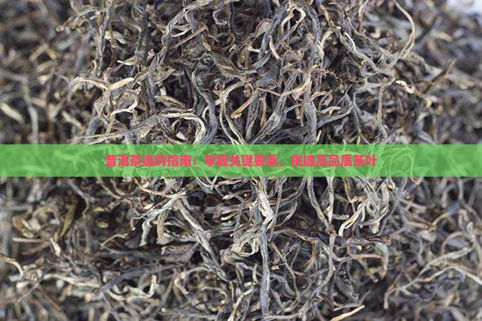 普洱茶选购指南：掌握关键要素，挑选高品质茶叶