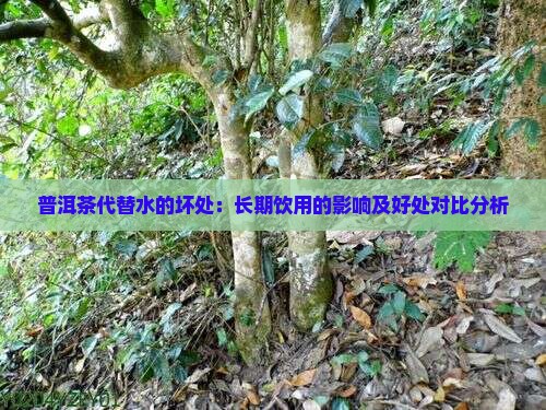 普洱茶代替水的坏处：长期饮用的影响及好处对比分析
