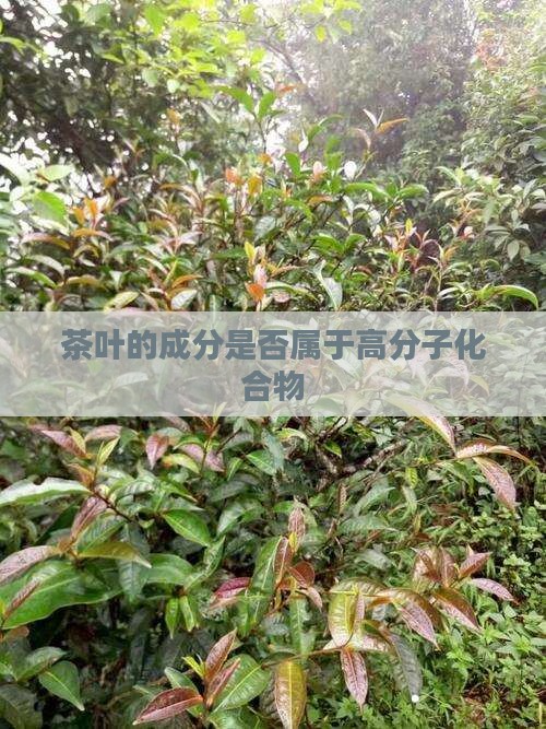 茶叶的成分是否属于高分子化合物