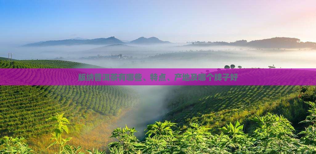 版纳普洱茶有哪些、特点、产地及哪个牌子好