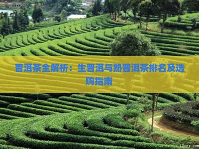 普洱茶全解析：生普洱与熟普洱茶排名及选购指南