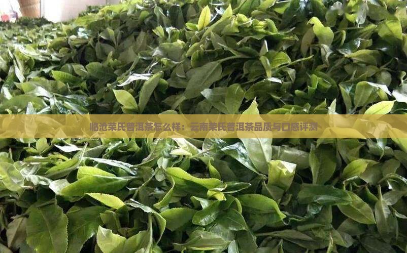 临沧荣氏普洱茶怎么样：云南荣氏普洱茶品质与口感评测
