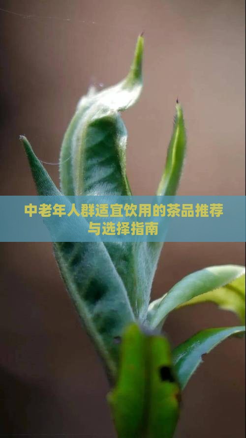 中老年人群适宜饮用的茶品推荐与选择指南