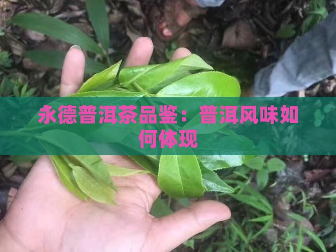 永德普洱茶品鉴：普洱风味如何体现