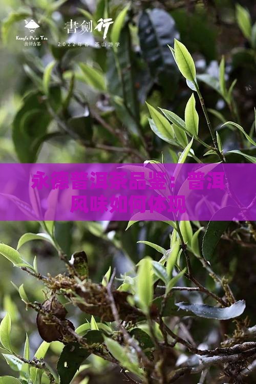 永德普洱茶品鉴：普洱风味如何体现
