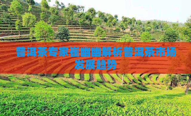普洱茶专家崔幽幽解析普洱茶市场发展趋势