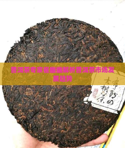 普洱茶专家崔幽幽解析普洱茶市场发展趋势