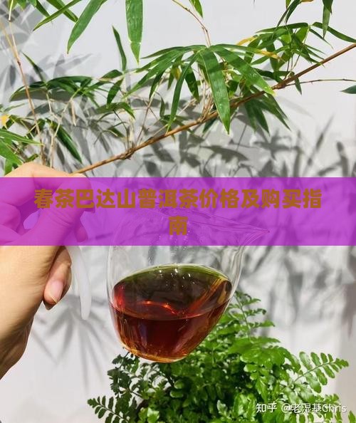 春茶巴达山普洱茶价格及购买指南