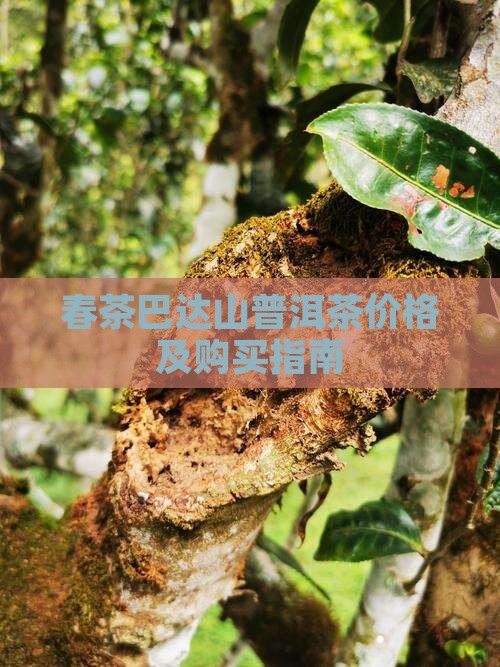 春茶巴达山普洱茶价格及购买指南