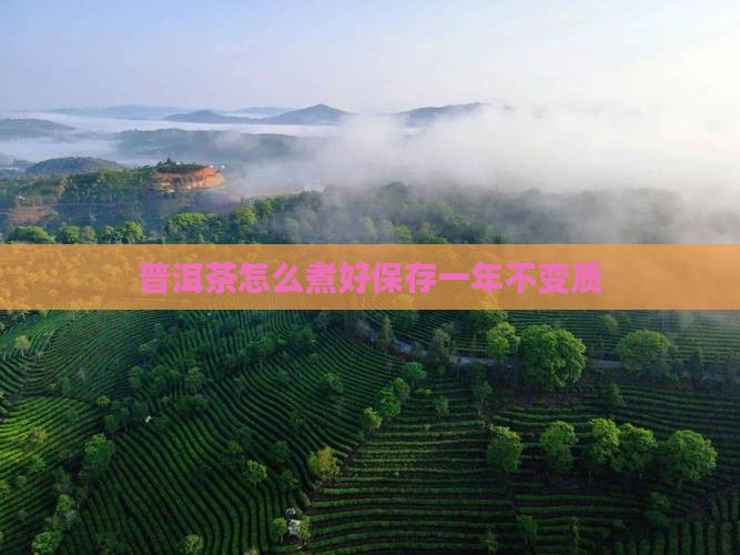 普洱茶怎么煮好保存一年不变质
