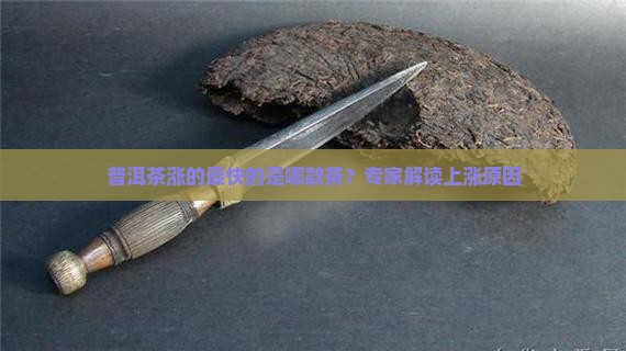 普洱茶涨的最快的是哪款茶？专家解读上涨原因