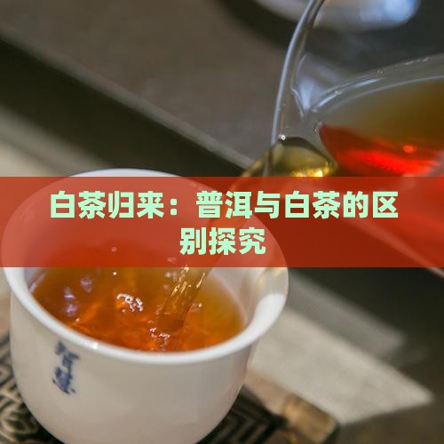 白茶归来：普洱与白茶的区别探究