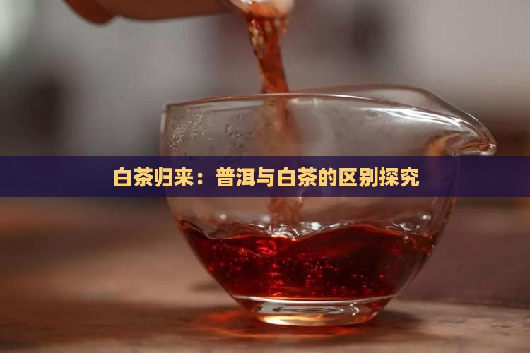 白茶归来：普洱与白茶的区别探究