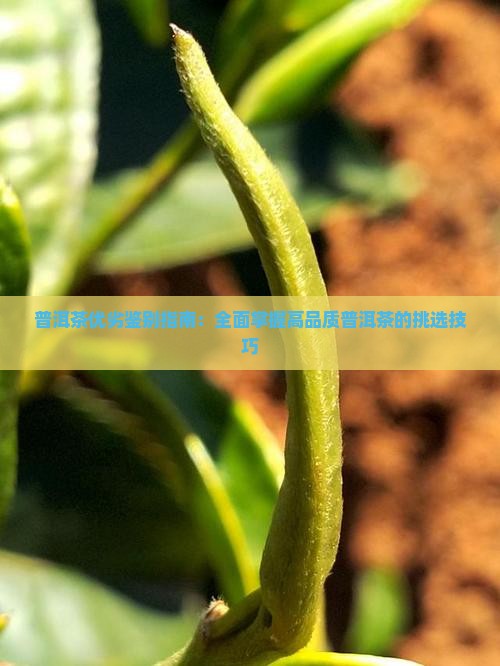 普洱茶优劣鉴别指南：全面掌握高品质普洱茶的挑选技巧