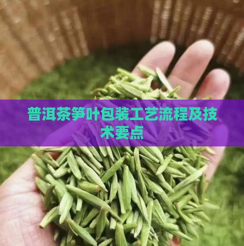 普洱茶笋叶包装工艺流程及技术要点