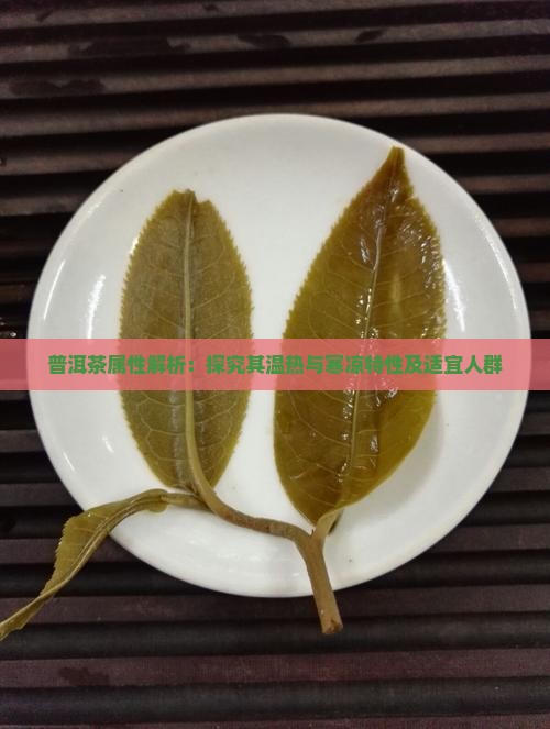 普洱茶属性解析：探究其温热与寒凉特性及适宜人群
