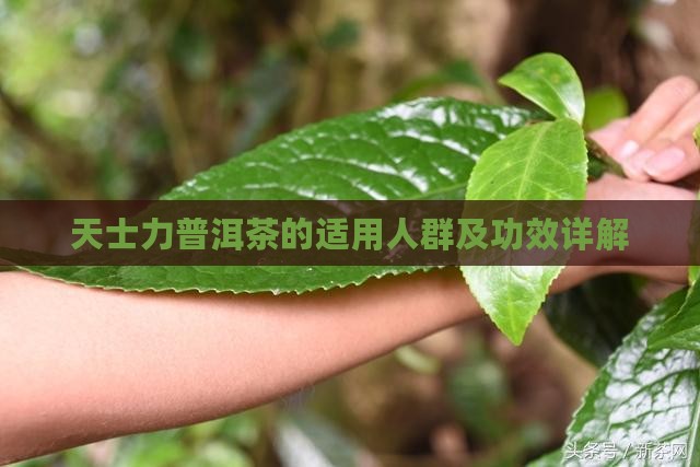天士力普洱茶的适用人群及功效详解