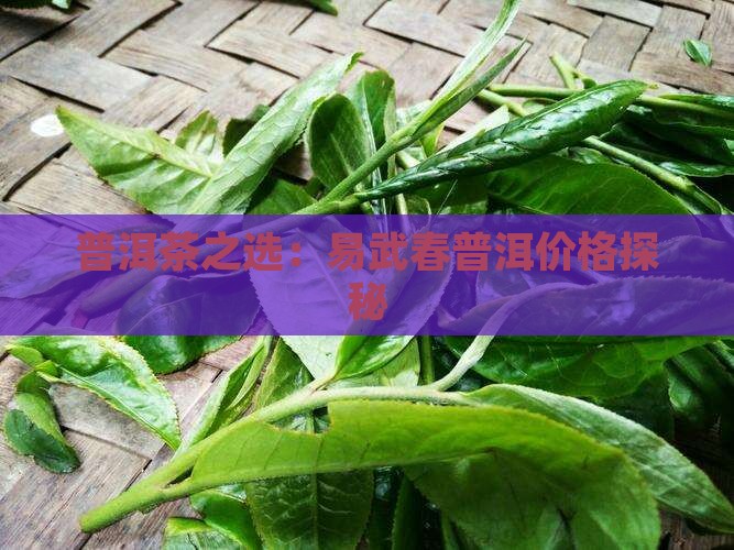 普洱茶之选：易武春普洱价格探秘
