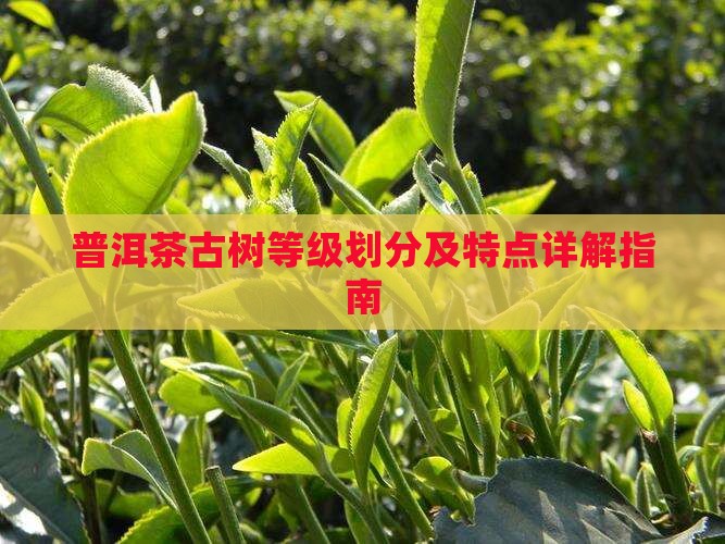 普洱茶古树等级划分及特点详解指南