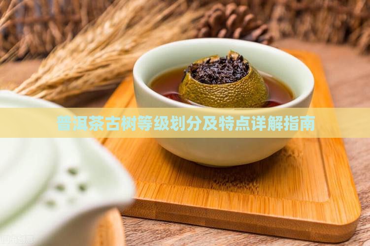 普洱茶古树等级划分及特点详解指南