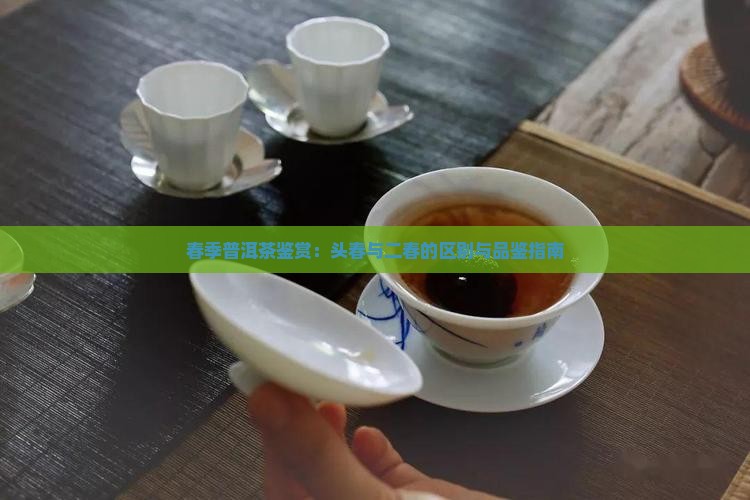 春季普洱茶鉴赏：头春与二春的区别与品鉴指南