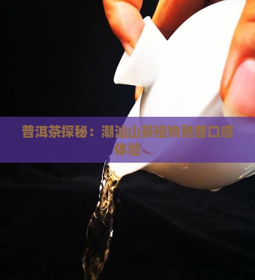 普洱茶探秘：潮汕山茶植物熟普口感体验