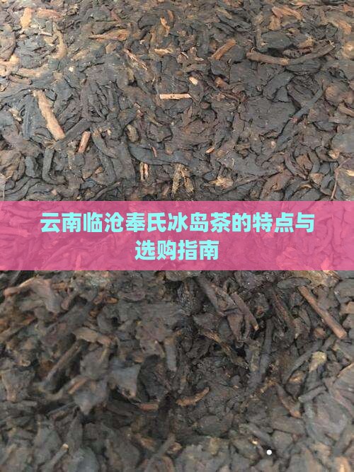 云南临沧奉氏冰岛茶的特点与选购指南