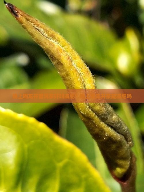 晚上喝龙井普洱茶好吗减肥？晚上喝龙井茶能减肥吗
