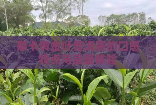 那卡黄金叶普洱茶的口感特点与品鉴体验