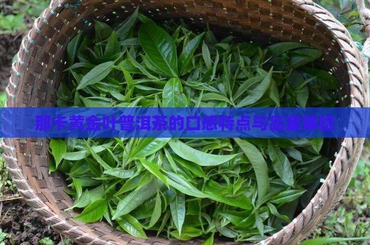 那卡黄金叶普洱茶的口感特点与品鉴体验