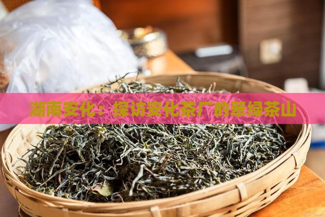 湖南安化：探访安化茶厂的翠绿茶山