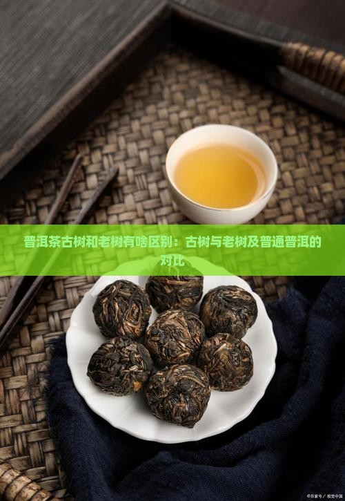 普洱茶古树和老树有啥区别：古树与老树及普通普洱的对比