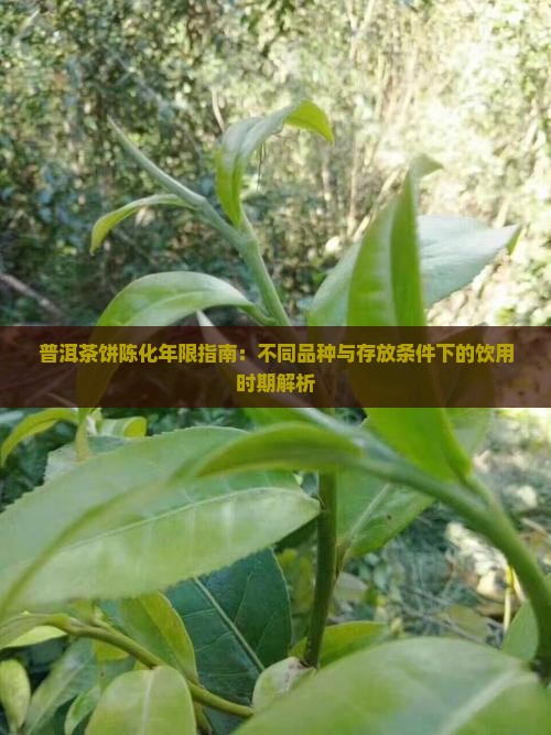 普洱茶饼陈化年限指南：不同品种与存放条件下的饮用时期解析