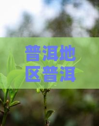 普洱地区普洱茶重金属含量超标引关注