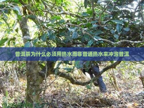 普洱茶为什么必须用热水而非普通热水来冲泡普洱
