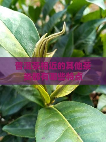 普洱茶相近的其他茶类都有哪些特点