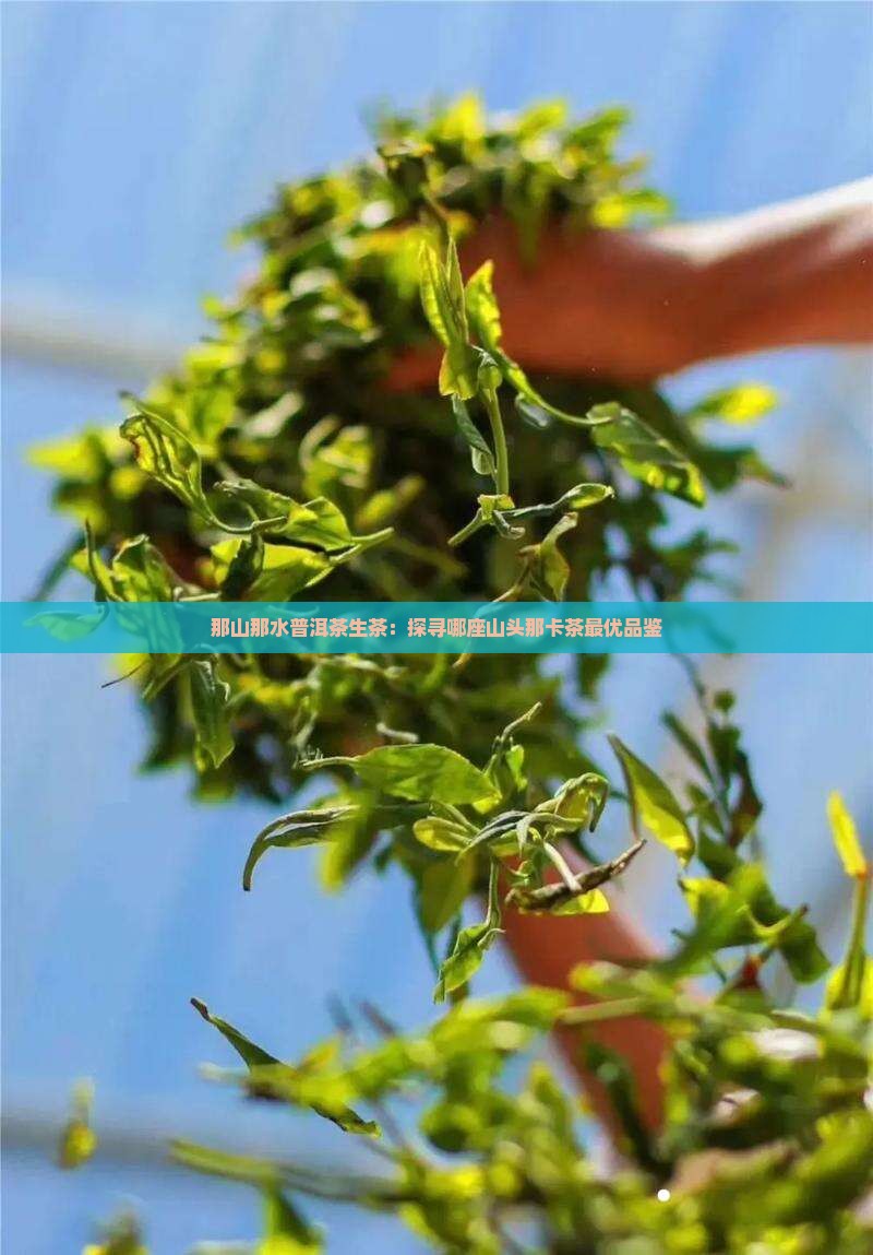那山那水普洱茶生茶：探寻哪座山头那卡茶最优品鉴