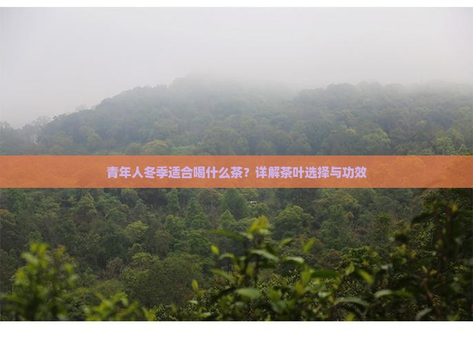 青年人冬季适合喝什么茶?详解茶叶选择与功效 青年人冬季适合喝什么茶?详解茶叶选择与功效