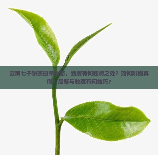 云南七子饼茶班章生态