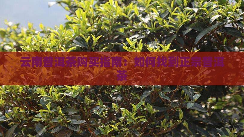 云南普洱茶怎么找到