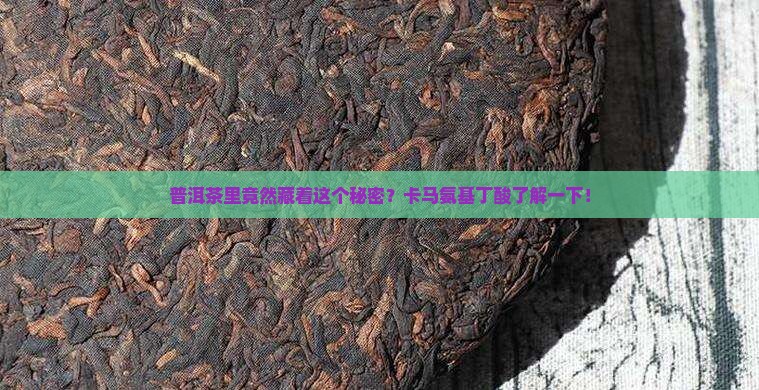 普洱茶里含卡马氨基丁酸