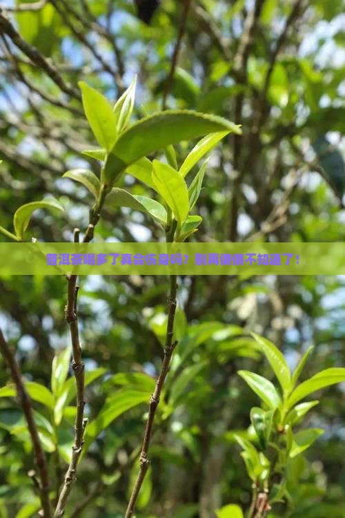 常年喝普洱茶对身体有什么坏处