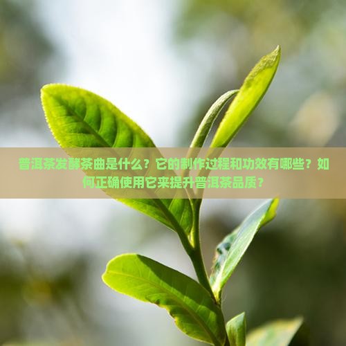普洱茶发酵茶曲