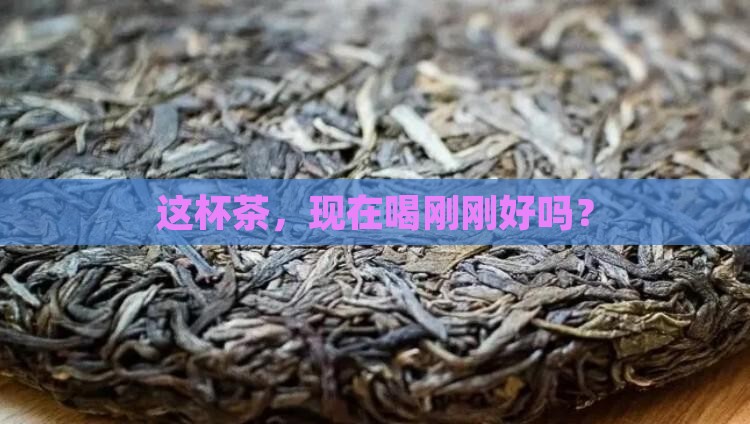适合现在喝的茶