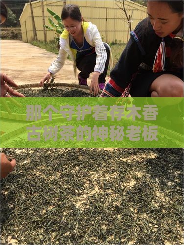 存木香古树茶老板