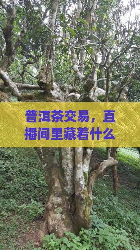 普洱茶交易市场直播基地