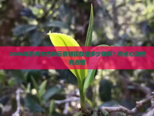 2006年乔木古树云茶饼价格