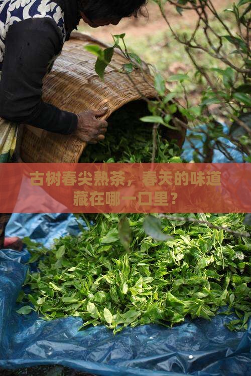 古树春尖普洱茶熟茶
