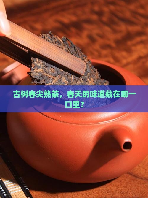 古树春尖普洱茶熟茶